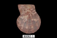 藏品(日本海扇蛤)的圖片